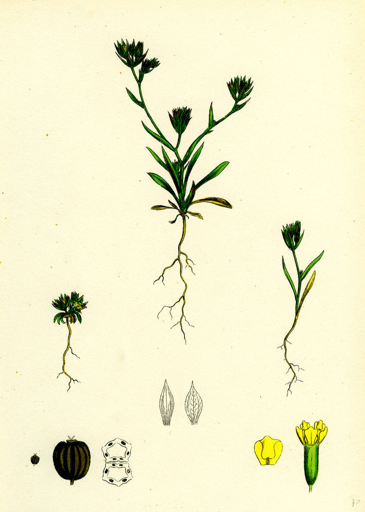 Detail of Bupleurum Aristatum Narrow-Leaved Hare's-Ear by Anonymous