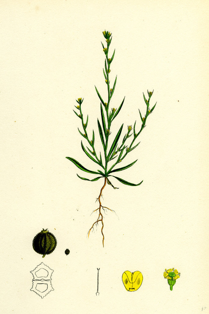 Detail of Bupleurum Tenuissimum Slender Hare's-Ear by Anonymous