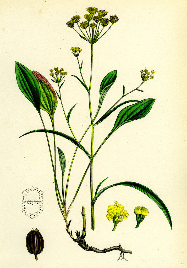 Detail of Bupleurum Falcatum Falcate-Leaved Hare's-Ear by Anonymous