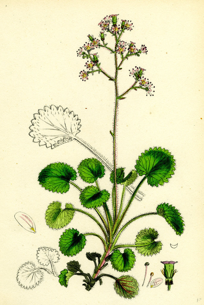Detail of Saxifraga Geum Var. Serrata Kidney-Leaved London-Pride by Anonymous