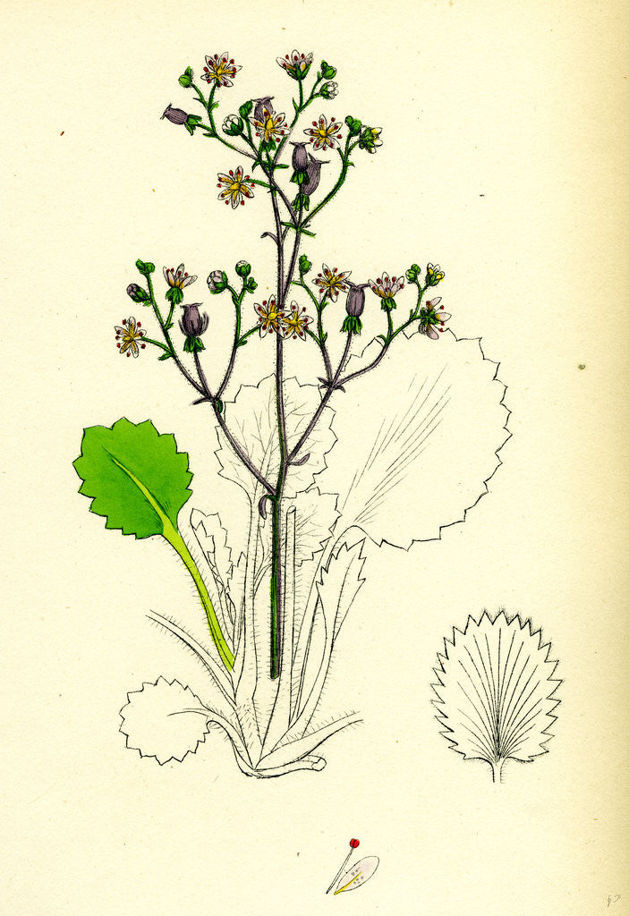 Detail of Saxifraga Hirsute Hairy London-Pride by Anonymous