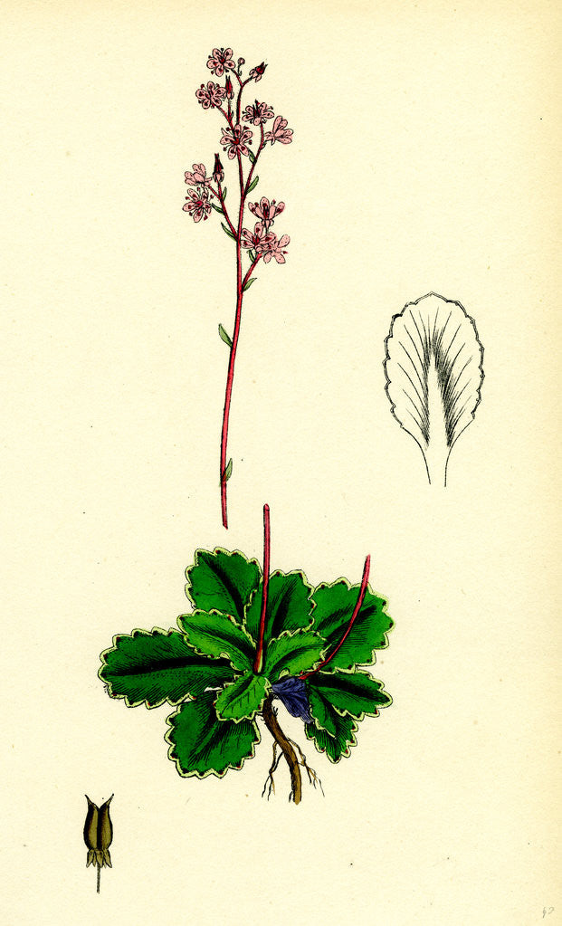 Detail of Saxifraga Umbrosa Common London-Pride by Anonymous