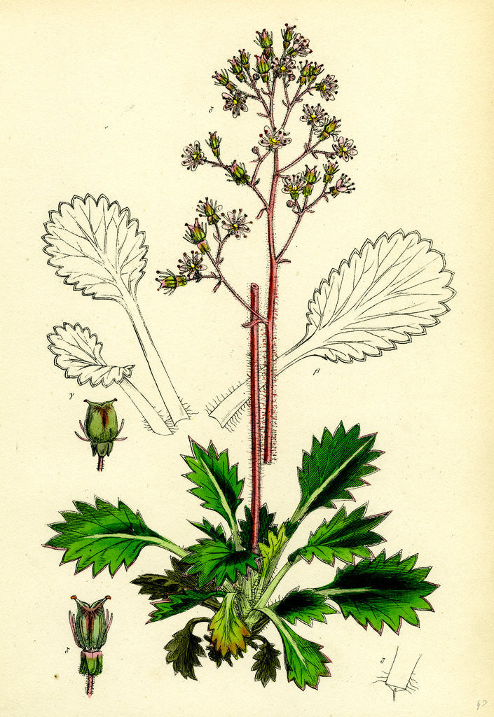 Detail of Saxifraga Umbrosa Var. Serratifolia Common London-Pride by Anonymous