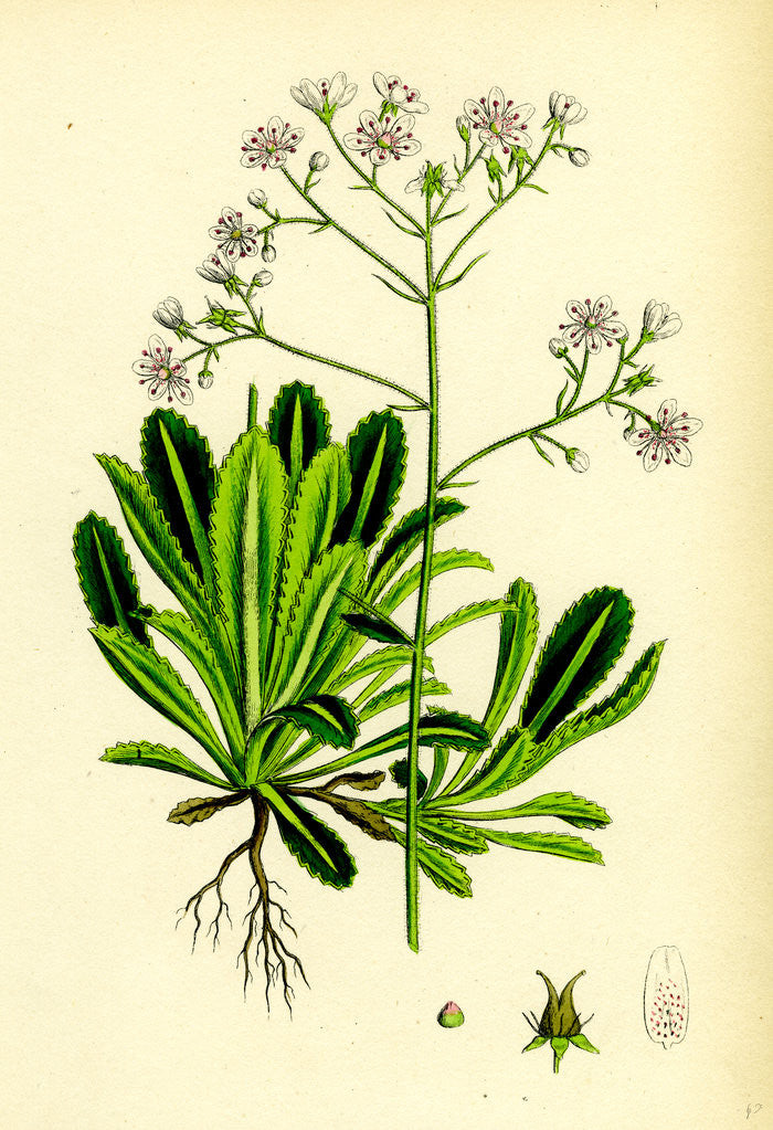 Detail of Saxifraga Andrewsii Andrew's London-Pride by Anonymous