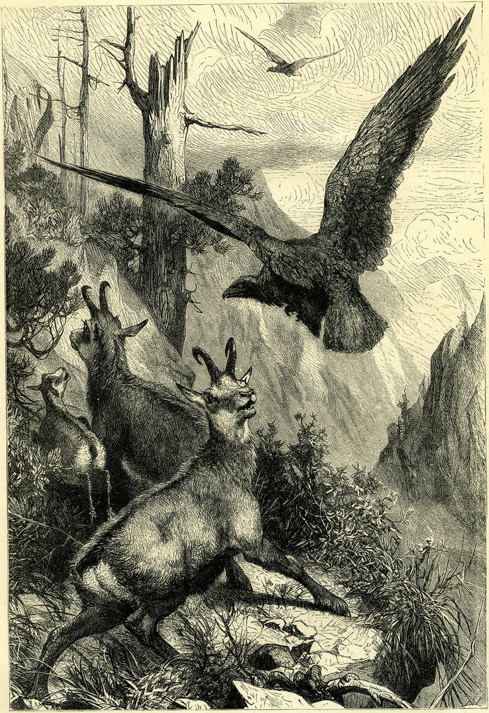 Detail of Wild Live in the Alps Switzerland by Anonymous