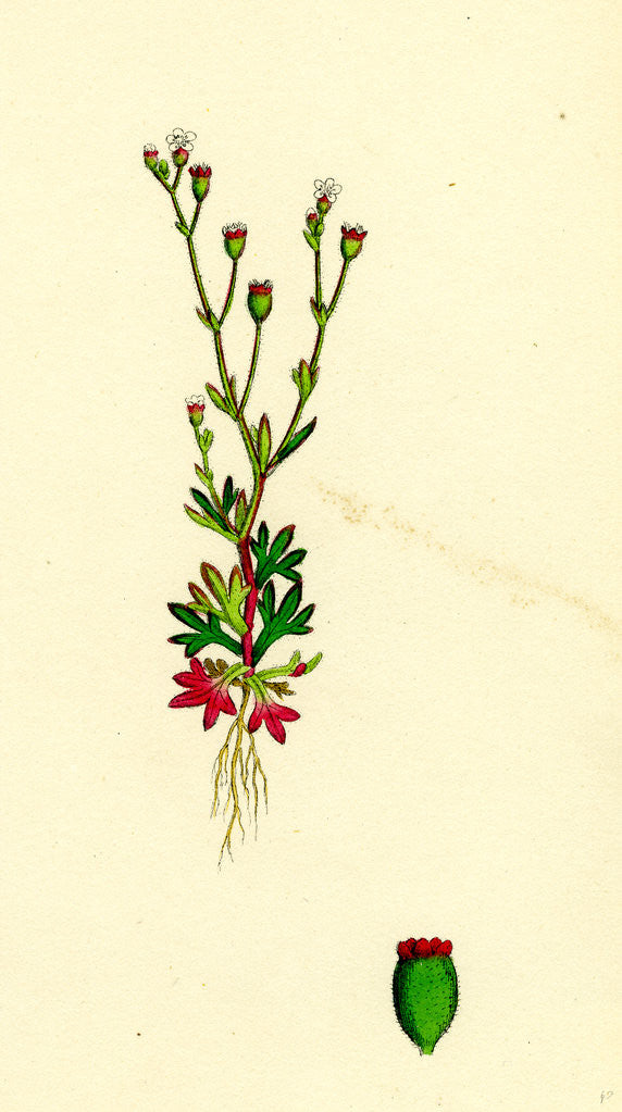 Detail of Saxifraga Tridactylites Rue-Leaved Saxifrage by Anonymous