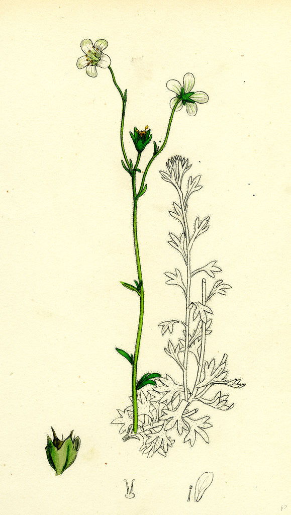 Detail of Saxifraga Hirta Var. Genuina Irish Mossy Saxifrage Var. A. by Anonymous