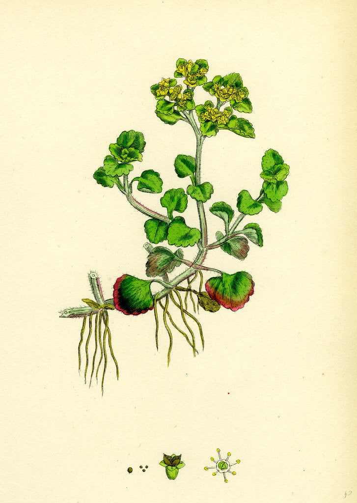 Detail of Chrysosplenium Oppositifolium Opposite-Leaved Golden-Saxifrage by Anonymous