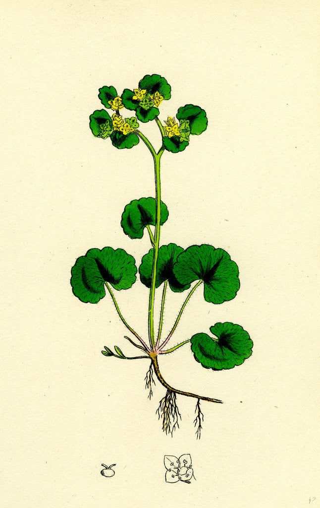 Detail of Chrysosplenium Alternifolium Alternate-Leaved Golden-Saxifrage by Anonymous