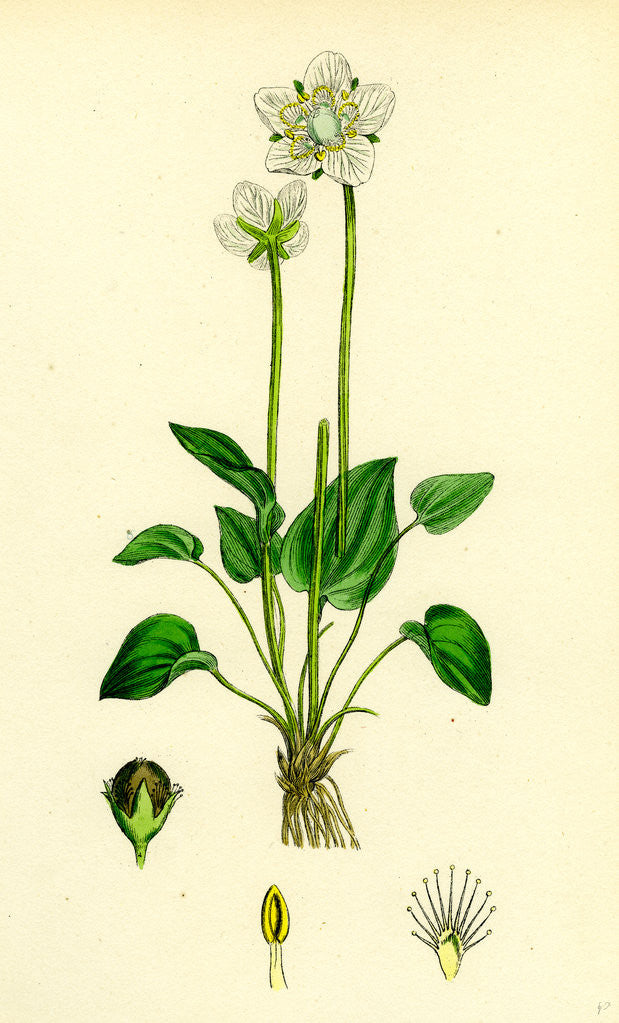 Detail of Parnassia Palustris Grass-of-Parnassus by Anonymous