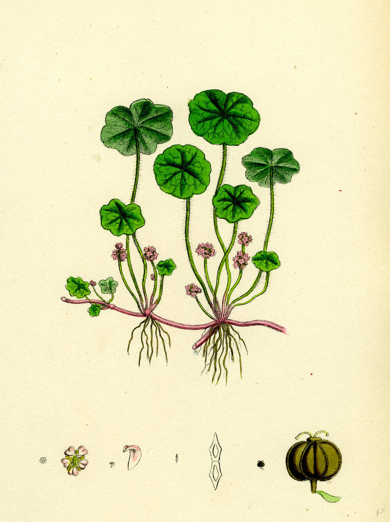 Detail of Hydrocotyle Vulgaris Marsh Pennywort by Anonymous