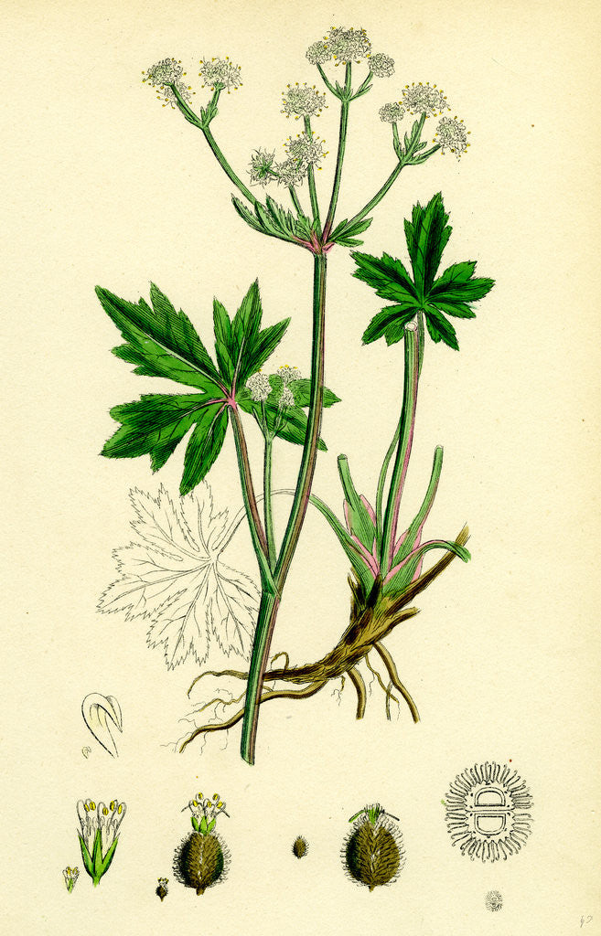 Detail of Sanicula Europaea Wood Sanicle by Anonymous