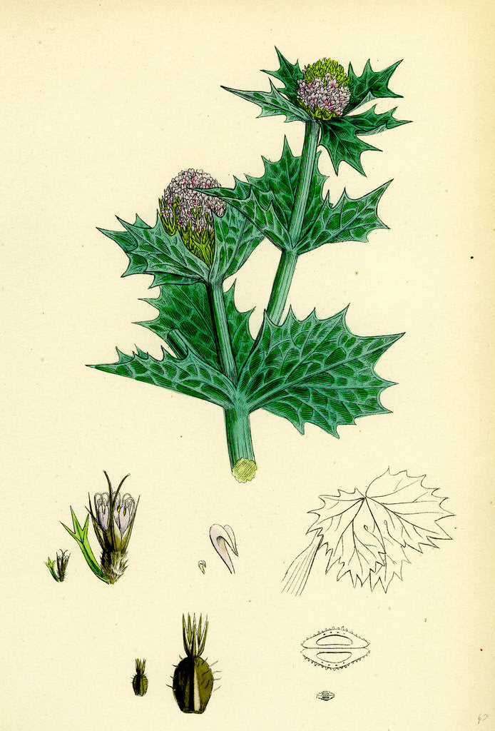 Detail of Eryngium Maritimum Sea-Holly by Anonymous