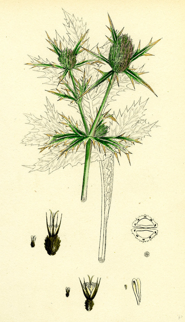 Detail of Eryngium Campestre Field Eryngo by Anonymous