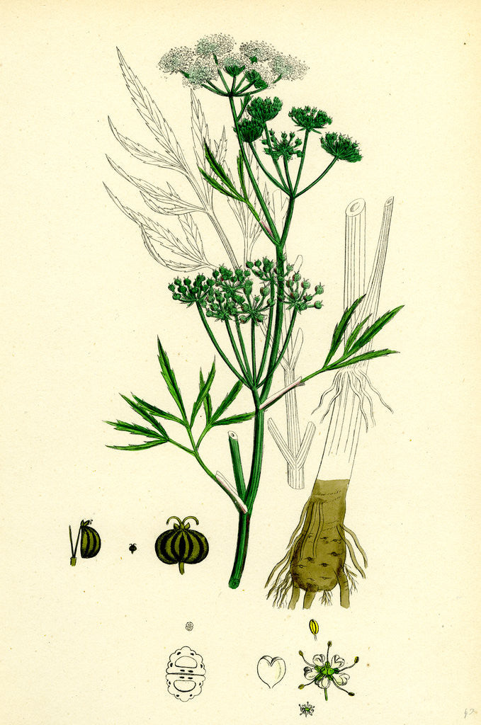 Detail of Cicuta Virosa Water Hemlock by Anonymous