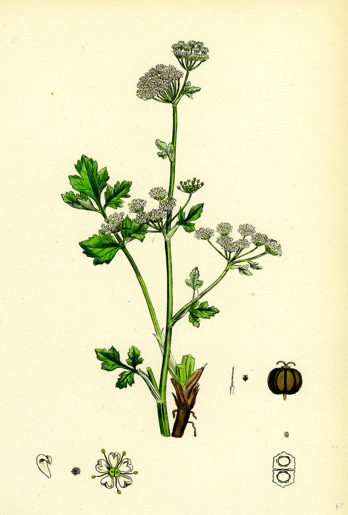 Detail of Apium Graveolens Wild Celery by Anonymous