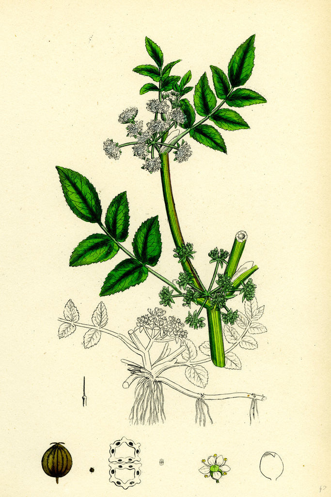 Detail of Helosciadium Nodiflorum Procumbent Water-Parsnip by Anonymous