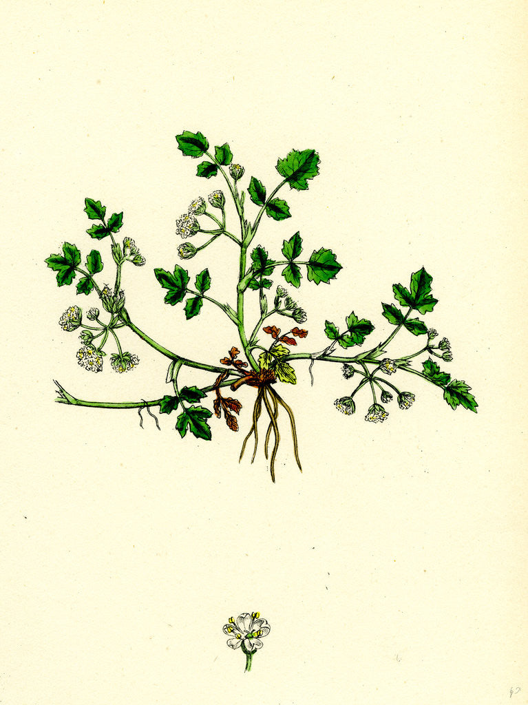 Detail of Helosciadium Nodiflorum Var. Repens Procumbent Water-Parsnip Var. B. by Anonymous