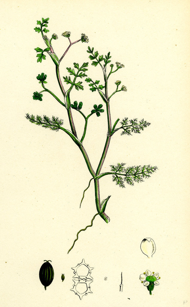 Detail of Helosciadium Inundatum Least Water-Parsnip by Anonymous