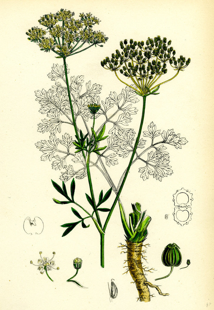 Detail of Petroselinum Sativum Common Parsley by Anonymous