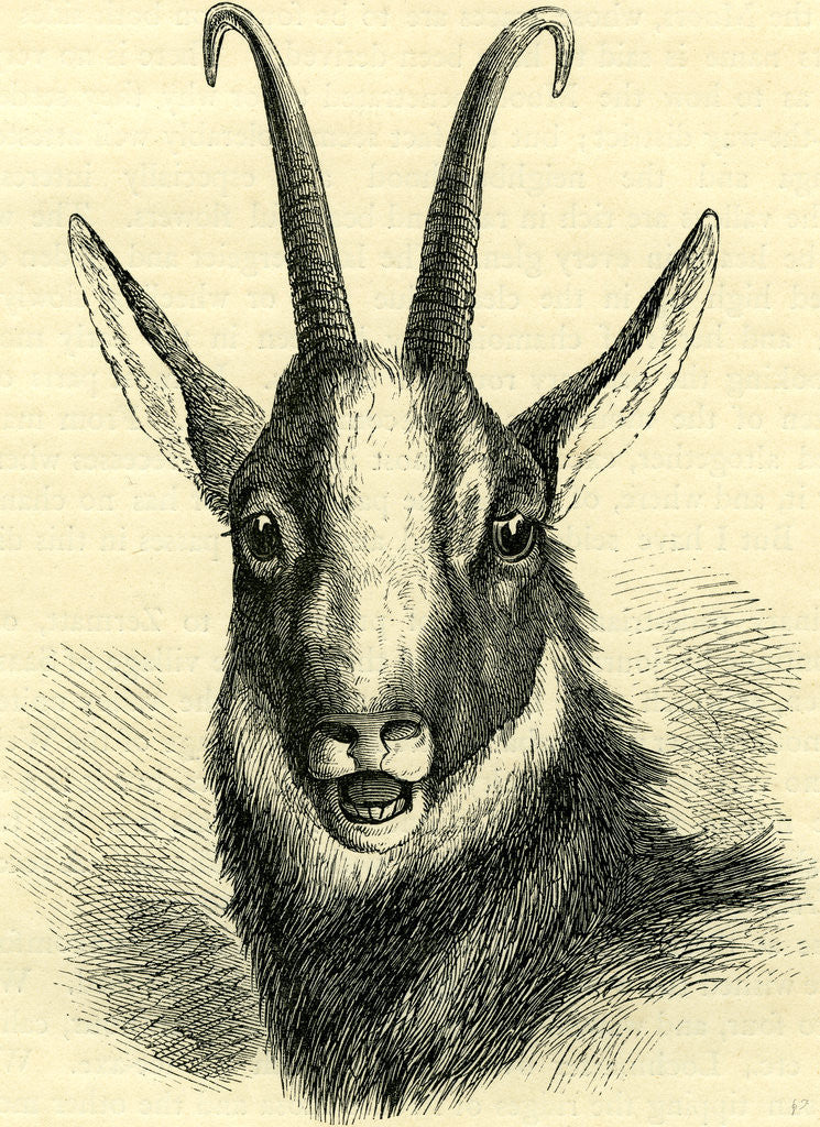 Detail of Head of Chamois Switzerland by Anonymous
