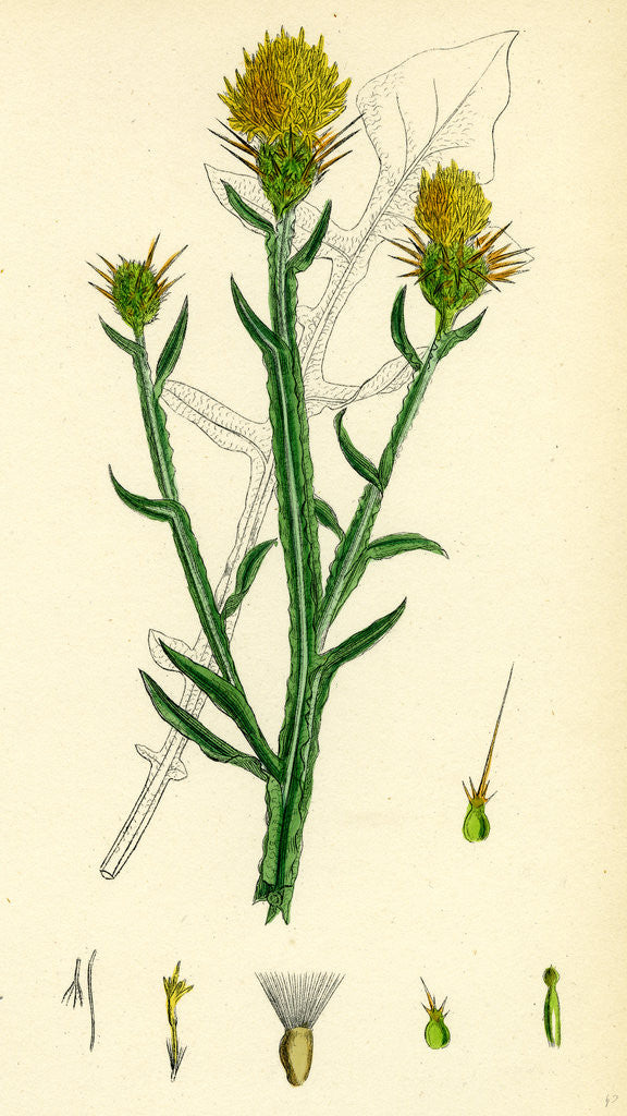 Detail of Centaurea Solstitialis St. Barnaby's Thistle by Anonymous