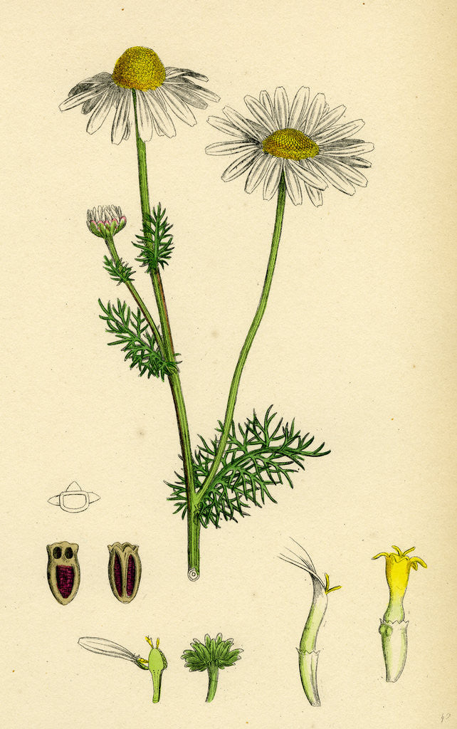 Detail of Chrysanthemum Inodorum Var. Genuinum Scentless Mayweed Var. A. by Anonymous