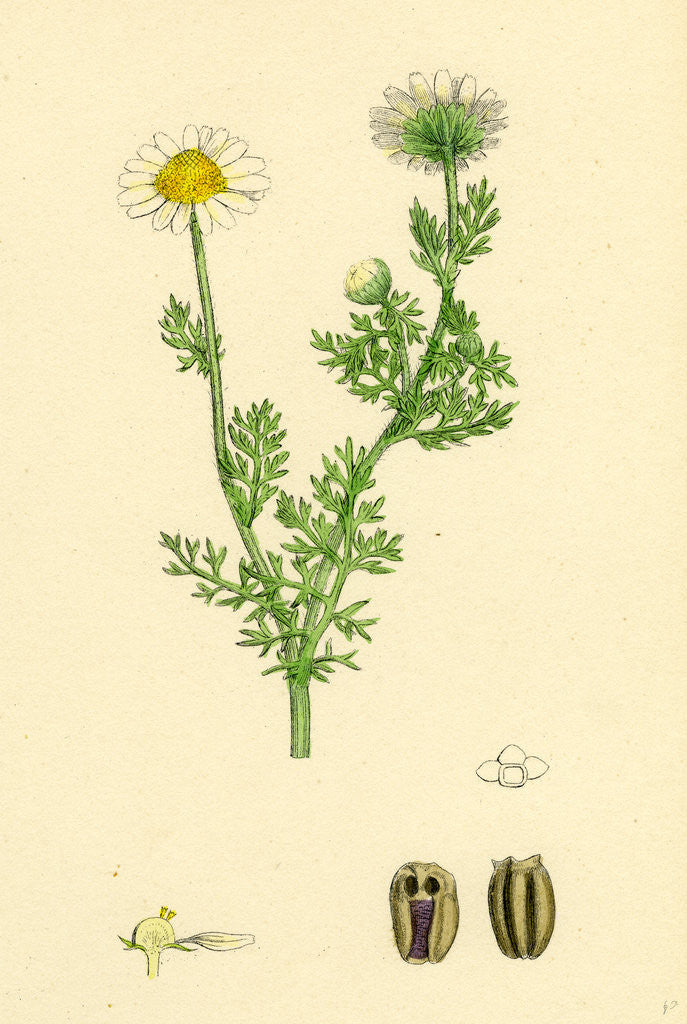 Detail of Chrysanthemum Inodorum Var. Maritimum Scentless Mayweed Var. B. by Anonymous