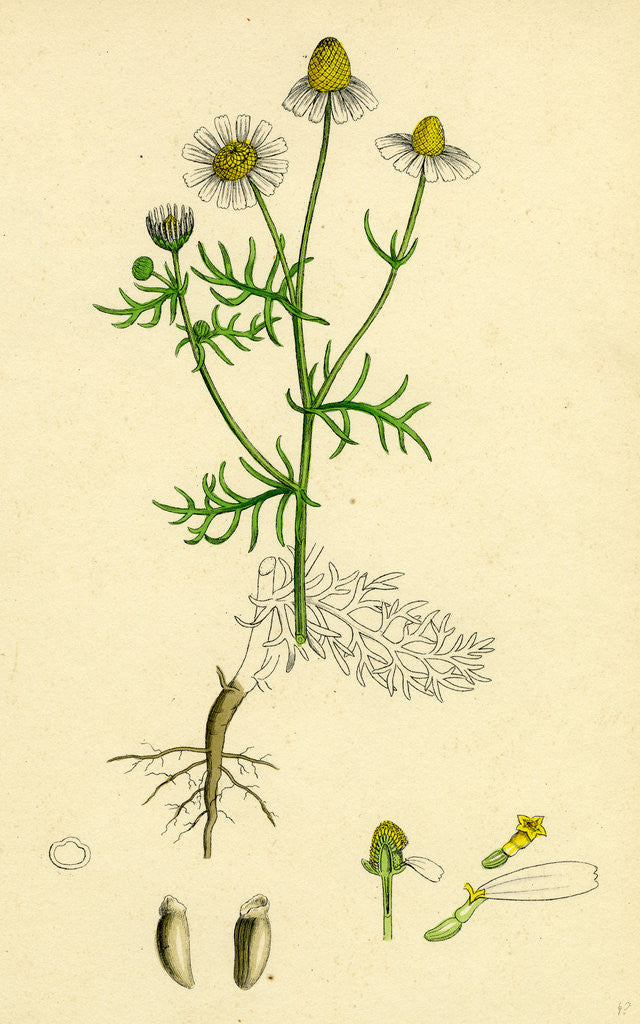 Detail of Chrysanthemum Chamomilla Wild Chamomile by Anonymous