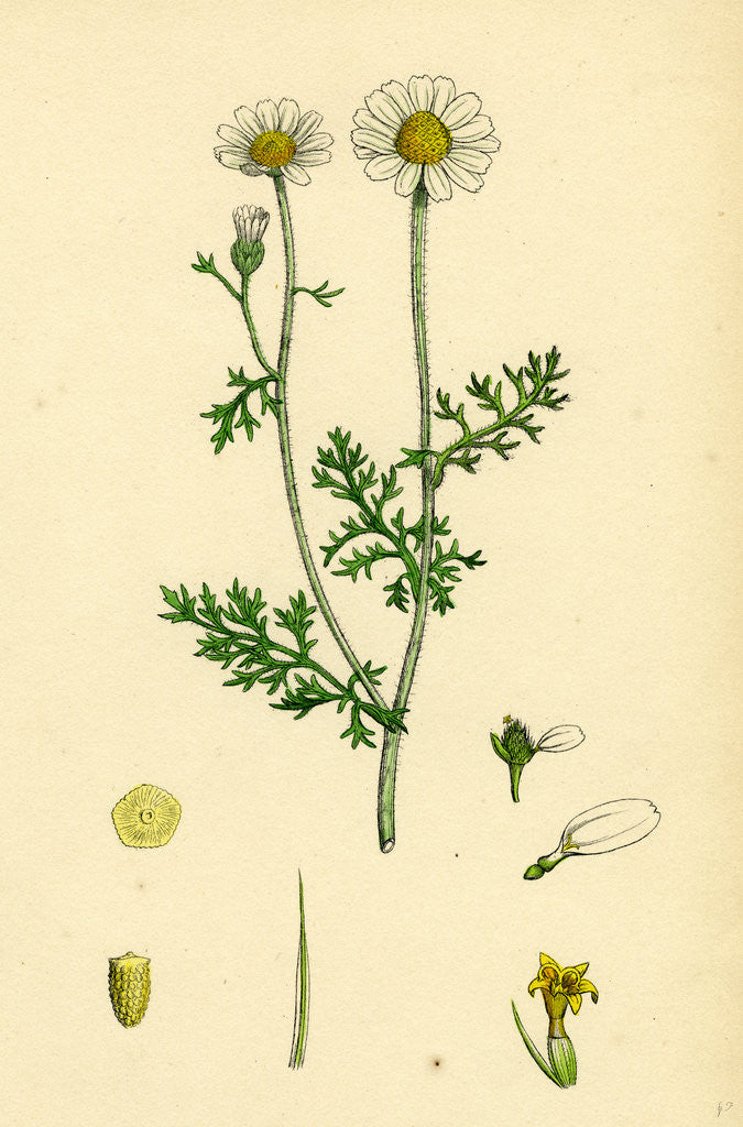 Detail of Anthemis Cotula Stinking Mayweed by Anonymous