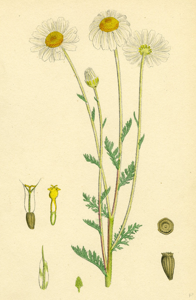Detail of Anthemis Arvensis Var. Genuina Corn Chamomile Var. A. by Anonymous