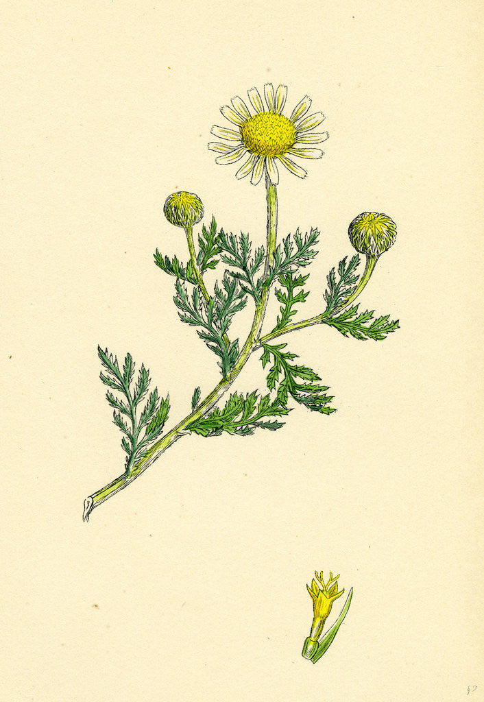 Detail of Anthemis Arvensis Var. Anglica Corn Chamomile Var. B. by Anonymous