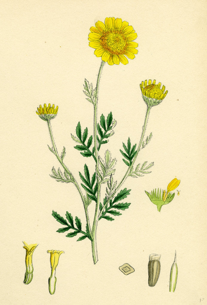 Detail of Anthemis Tinctoria Ox-Eye Chamomile by Anonymous