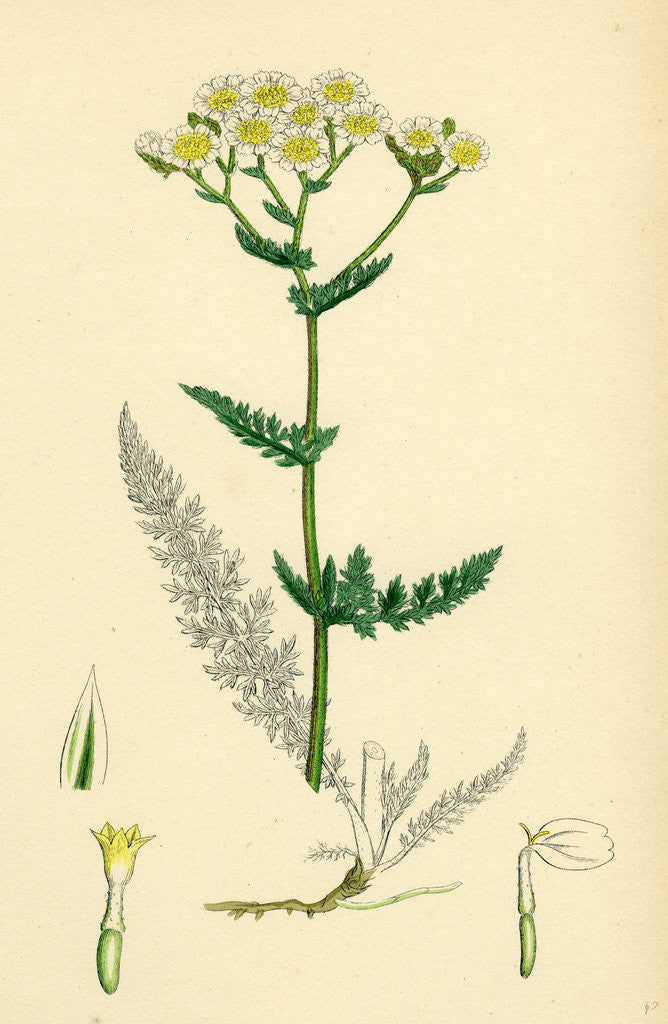 Detail of Achillea Millefolium Common Yarrow by Anonymous