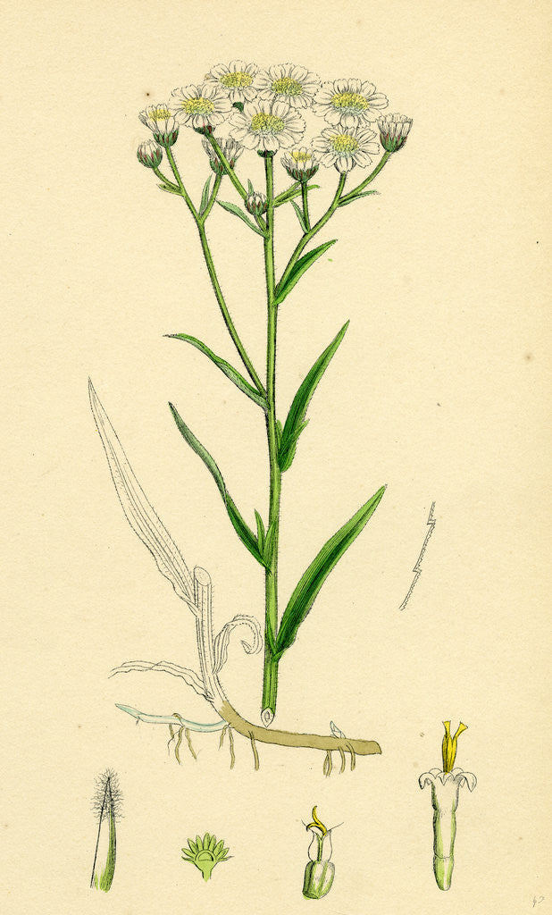 Detail of Achillea Ptarmica Sneeze-Wort Yarrow by Anonymous