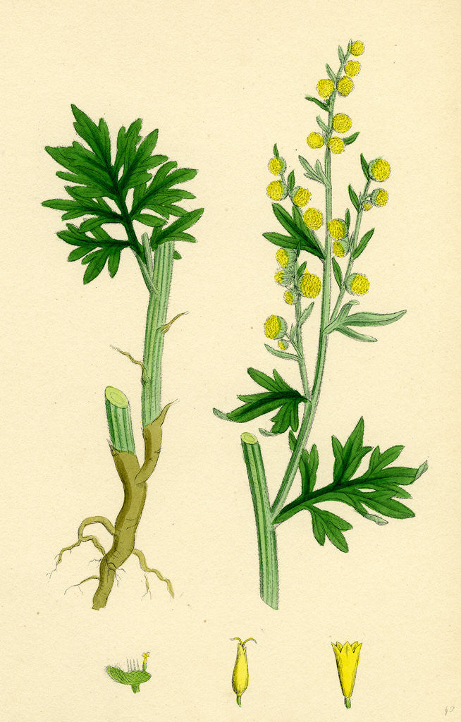 Detail of Artemisia Absinthium Common Wormwood by Anonymous