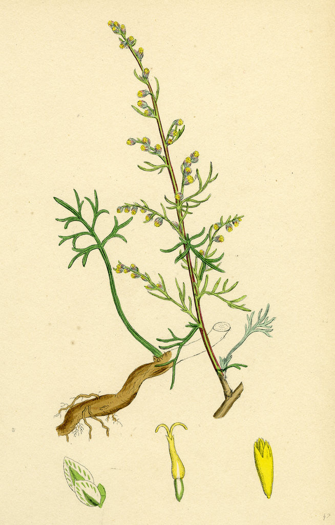 Detail of Artemisia Campestris Field Southernwood by Anonymous