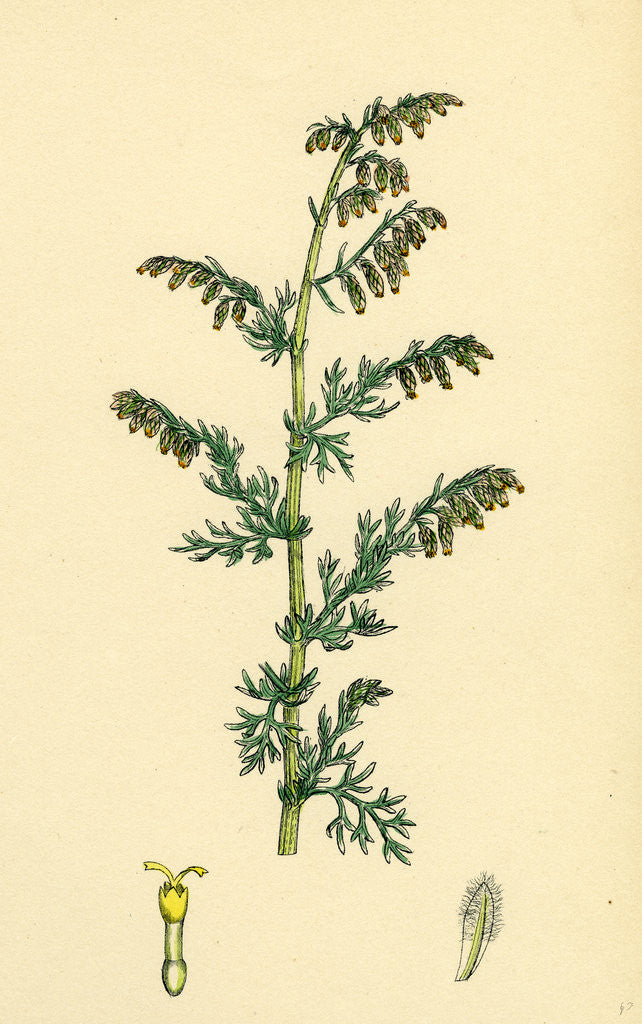 Detail of Artemisia Maritima Var. Genuina Sea Wormwood Var. A. by Anonymous
