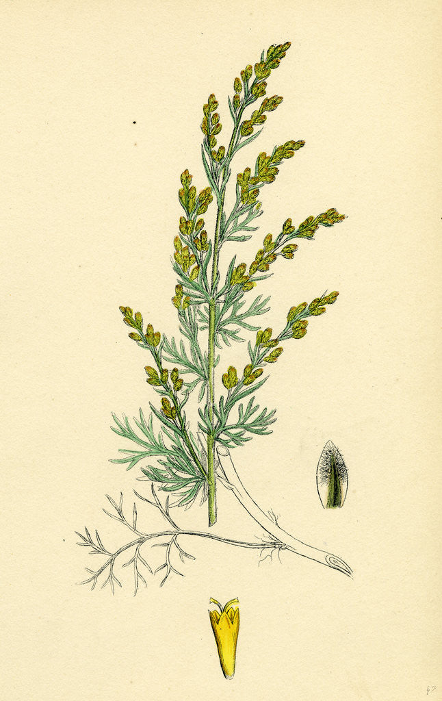 Detail of Artemisia Maritima Var. Gallica Sea Wormwood Var. B. by Anonymous