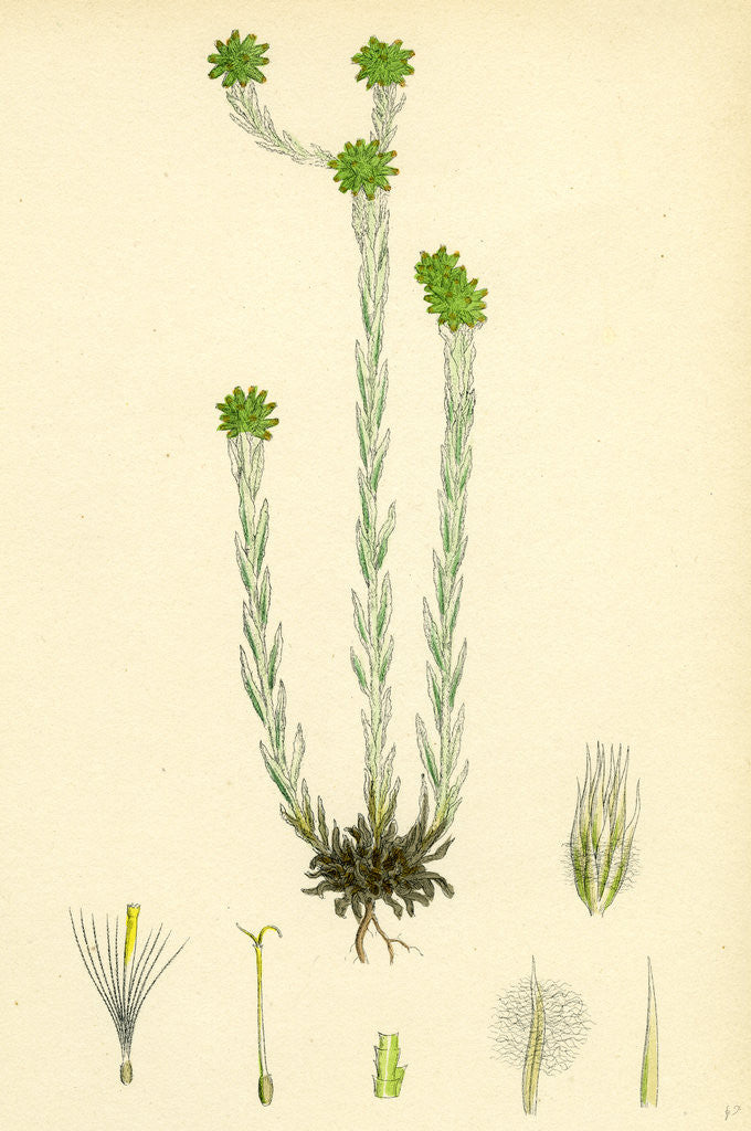 Detail of Filago Germanica Common Cudweed by Anonymous