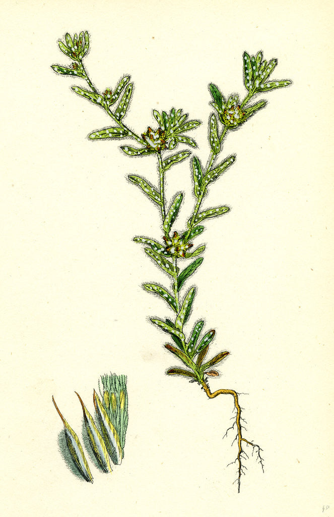 Detail of Filago Apiculata Red-Tipped Cudweed by Anonymous