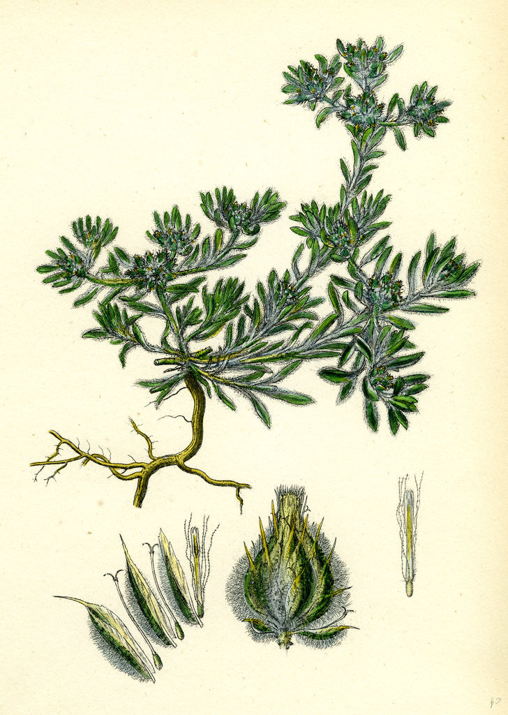 Detail of Filago Spathulata Spathulate Cudweed by Anonymous