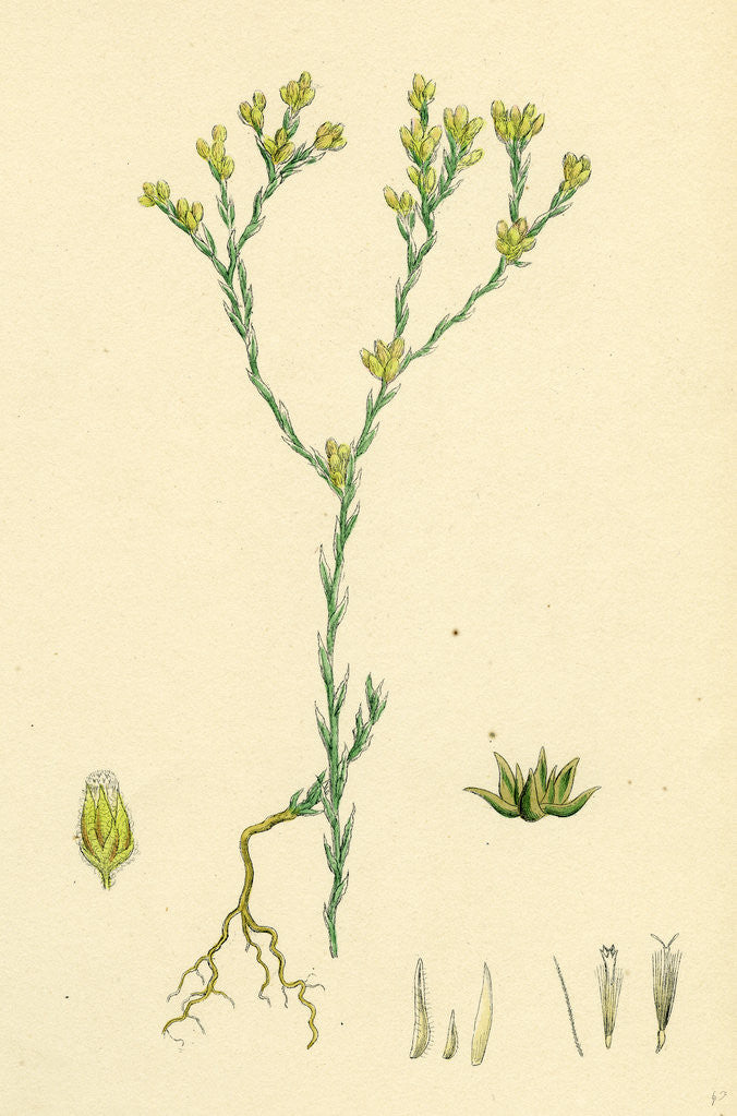 Detail of Filago Minima Slender Cudweed by Anonymous