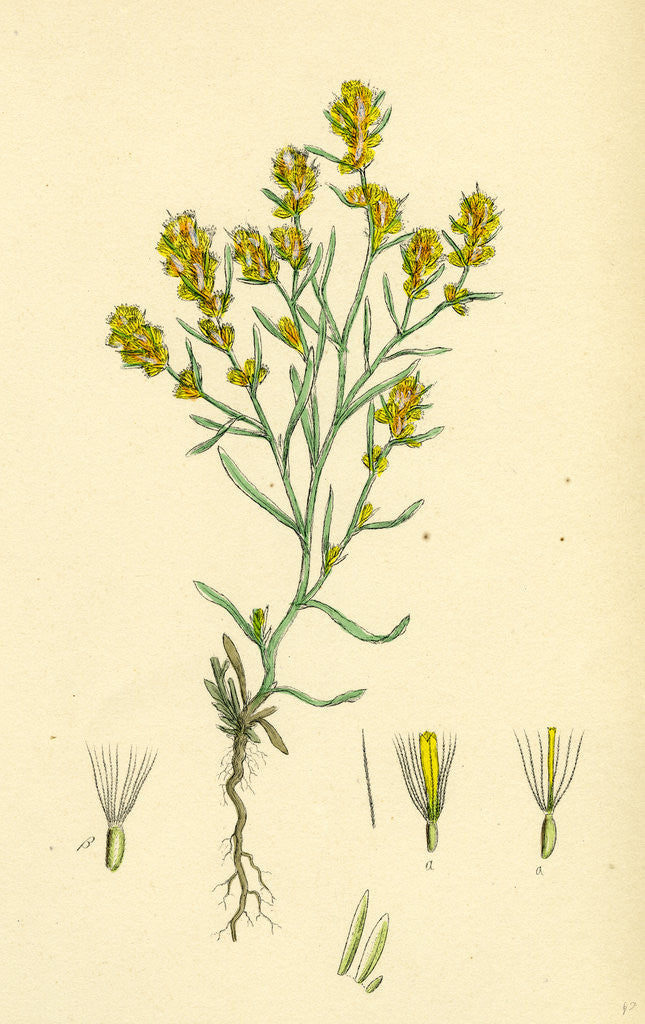 Detail of Gnaphalium Uliginosum Marsh Cudweed by Anonymous