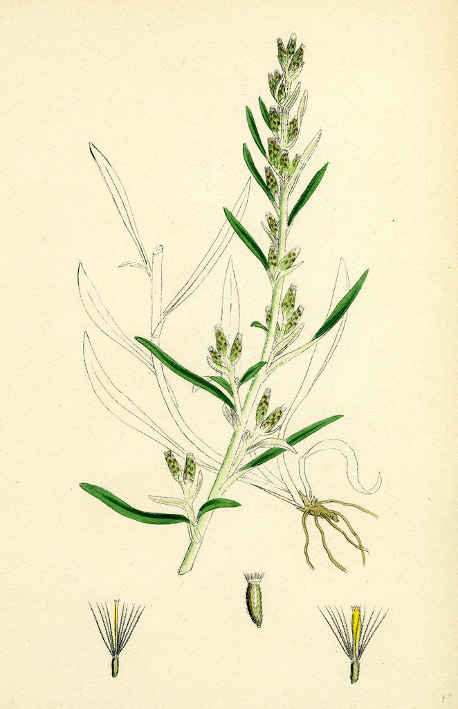 Detail of Gnaphalium Sylvaticum Upright Cudweed by Anonymous
