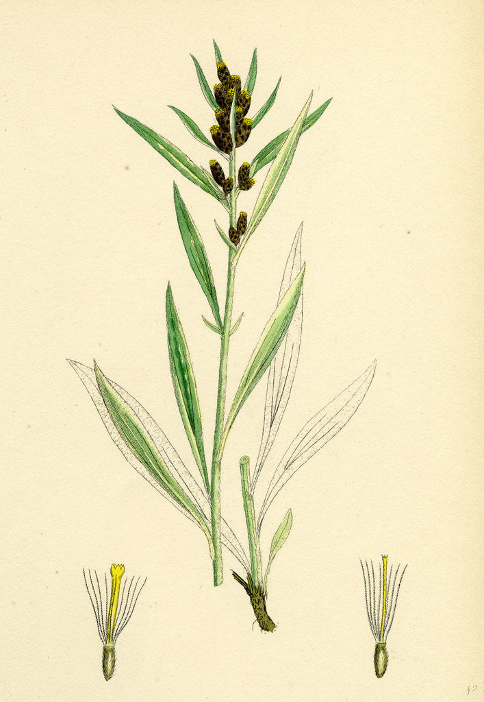 Detail of Gnaphalium Norvegicum Highland Cudweed by Anonymous