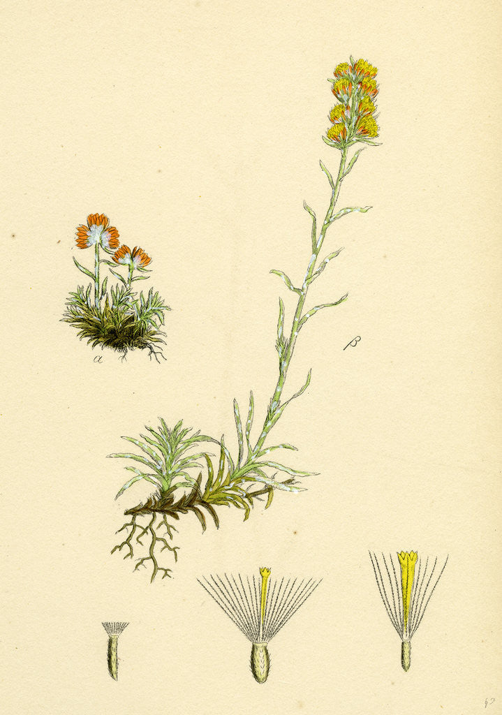 Detail of Gnaphalium Supinum Dwarf Cudweed by Anonymous
