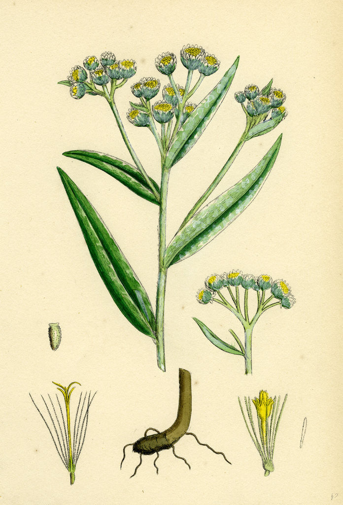 Detail of Gnaphalium Margaritaceum Pearly Everlasting by Anonymous