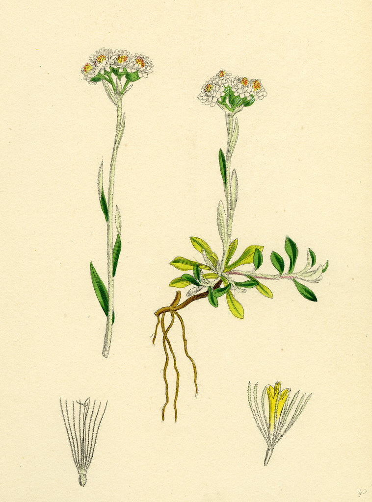 Detail of Gnaphalium Dioicum Var. Genuinum Mountain Everlasting Var. A. by Anonymous