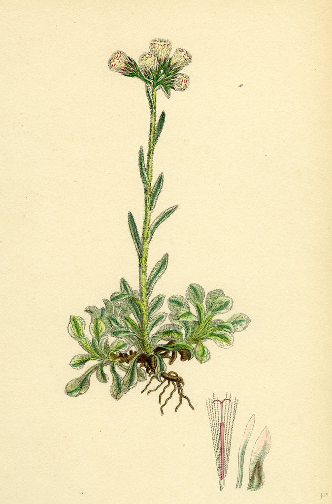 Detail of Gnaphalium Dioicum Var. Hyperboreum Mountain Everlasting Var. B. by Anonymous
